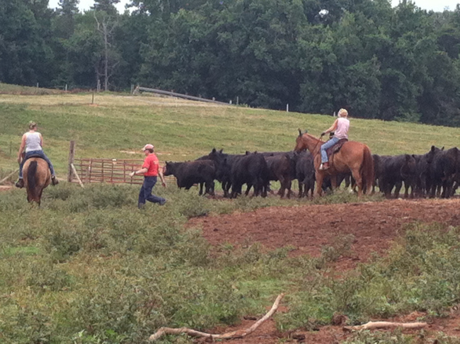 Mills Family Farm photo 7
